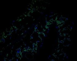 Invitrogen AP4E1 Polyclonal Antibody 100 &mu;L; Unconjugated:Antibodies,