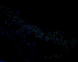 Invitrogen AP4M1 Polyclonal Antibody 100 &mu;L; Unconjugated:Antibodies,