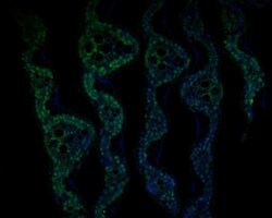Invitrogen JAZ11 Polyclonal Antibody 100 &mu;L; Unconjugated:Antibodies,