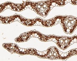 Invitrogen JAZ11 Polyclonal Antibody 100 &mu;L; Unconjugated:Antibodies,