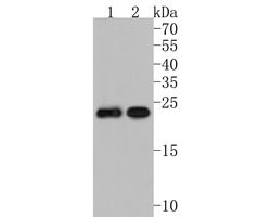 Invitrogen&trade;&nbsp;MYL4 Polyclonal Antibody