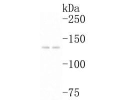 Invitrogen P-Glycoprotein Polyclonal Antibody 100 &mu;L; Unconjugated:Antibodies,