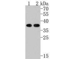 Invitrogen PHF11 Polyclonal Antibody 100 &mu;L; Unconjugated:Antibodies,