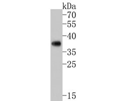 Invitrogen PHF11 Polyclonal Antibody 100 &mu;L; Unconjugated:Antibodies,