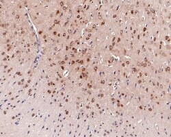 Invitrogen NARS Polyclonal Antibody 100 &mu;L; Unconjugated:Antibodies,