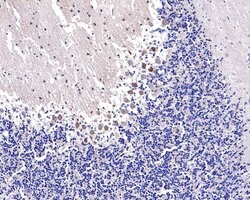 Invitrogen NARS Polyclonal Antibody 100 &mu;L; Unconjugated:Antibodies,