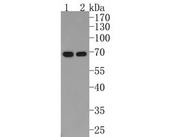 Invitrogen RAD52 Polyclonal Antibody 100 &mu;L; Unconjugated:Antibodies,