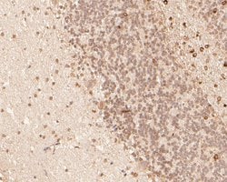 Invitrogen CDX4 Polyclonal Antibody 100 &mu;L; Unconjugated:Antibodies,