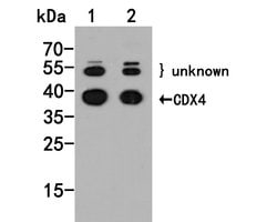 Invitrogen CDX4 Polyclonal Antibody 100 &mu;L; Unconjugated:Antibodies,