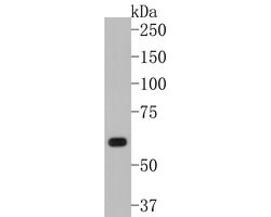 Invitrogen WASP Polyclonal Antibody 100 μL; Unconjugated:Antibodies,
