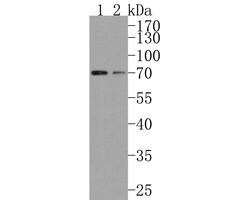 Invitrogen CYP1B1 Polyclonal Antibody 100 &mu;L | Buy Online | Invitrogen&trade; | Fisher Scientific