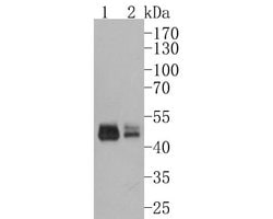 Invitrogen GSDMA Polyclonal Antibody 100 &mu;L; Unconjugated:Antibodies,