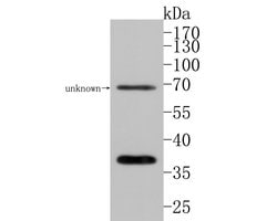 Invitrogen GNB4 Polyclonal Antibody 100 μL; Unconjugated:Antibodies,