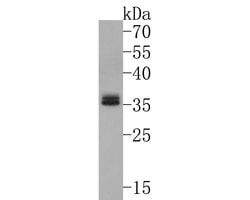 Invitrogen GNB4 Polyclonal Antibody 100 μL; Unconjugated:Antibodies,