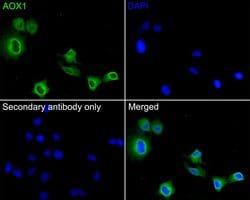 Invitrogen AOX1 Polyclonal Antibody 100 &mu;L; Unconjugated:Antibodies,