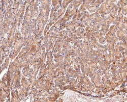 Invitrogen AOX1 Polyclonal Antibody 100 &mu;L; Unconjugated:Antibodies,
