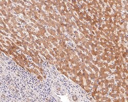 Invitrogen AOX1 Polyclonal Antibody 100 &mu;L; Unconjugated:Antibodies,