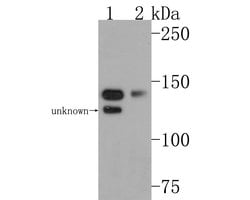 Invitrogen AOX1 Polyclonal Antibody 100 &mu;L; Unconjugated:Antibodies,