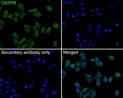 Invitrogen CNTFR Polyclonal Antibody 100 &mu;L; Unconjugated:Antibodies,
