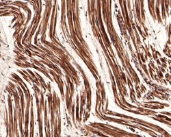 Invitrogen CNTFR Polyclonal Antibody 100 &mu;L; Unconjugated:Antibodies,