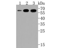 Invitrogen CNTFR Polyclonal Antibody 100 &mu;L; Unconjugated:Antibodies,