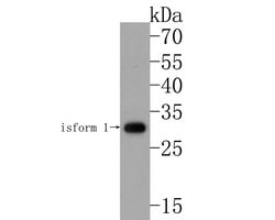 Invitrogen CLIC5 Polyclonal Antibody 100 &mu;L; Unconjugated:Antibodies,