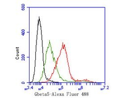 Invitrogen GNB5 Polyclonal Antibody 100 μL; Unconjugated:Antibodies,