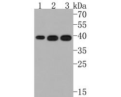 Invitrogen GNB5 Polyclonal Antibody 100 μL; Unconjugated:Antibodies,