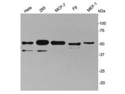 Cyclin A2 Polyclonal Antibody, Invitrogen 100 &mu;L; Unconjugated:Antibodies,