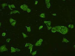 Invitrogen PI3K p85 alpha Polyclonal Antibody 100 &mu;L; Unconjugated:Antibodies,