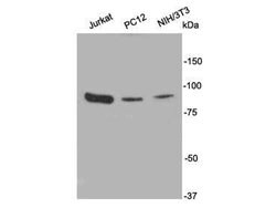 Invitrogen PI3K p85 alpha Polyclonal Antibody 100 &mu;L; Unconjugated:Antibodies,