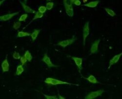 Invitrogen Tau Polyclonal Antibody 100 &mu;L; Unconjugated:Antibodies,