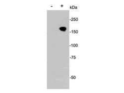 Invitrogen Cas9 Polyclonal Antibody 100 μL; Unconjugated:Antibodies,