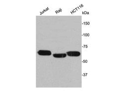 Invitrogen Lamin B2 Polyclonal Antibody 100 &mu;L; Unconjugated:Antibodies,