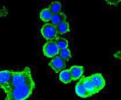Invitrogen GDF11 Polyclonal Antibody 100 &mu;L; Unconjugated:Antibodies,