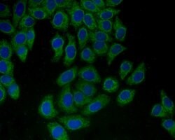 Invitrogen HSPA9 Polyclonal Antibody 100 &mu;L; Unconjugated:Antibodies,