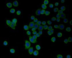 Invitrogen HSPA9 Polyclonal Antibody 100 &mu;L; Unconjugated:Antibodies,