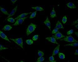 Invitrogen HSPA9 Polyclonal Antibody 100 &mu;L; Unconjugated:Antibodies,