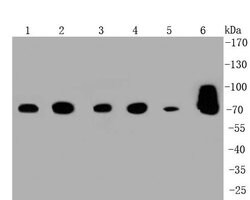 Invitrogen HSPA9 Polyclonal Antibody 100 &mu;L; Unconjugated:Antibodies,