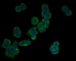 Invitrogen HSPA9 Polyclonal Antibody 100 &mu;L; Unconjugated:Antibodies,