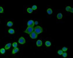 Invitrogen HSPA9 Polyclonal Antibody 100 &mu;L; Unconjugated:Antibodies,