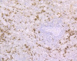 Invitrogen RNASE3 Polyclonal Antibody 100 &mu;L; Unconjugated:Antibodies,