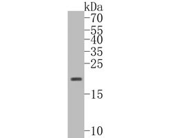 Invitrogen RNASE3 Polyclonal Antibody 100 &mu;L; Unconjugated:Antibodies,