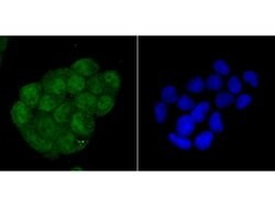 Invitrogen WDR5 Polyclonal Antibody 100 &mu;L; Unconjugated:Antibodies,