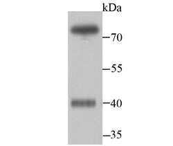 Invitrogen WDR5 Polyclonal Antibody 100 &mu;L; Unconjugated:Antibodies,