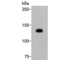 Invitrogen PLCG2 Polyclonal Antibody 100 &mu;L; Unconjugated:Antibodies,