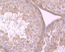 Invitrogen PKM2 Polyclonal Antibody 100 &mu;L; Unconjugated:Antibodies,