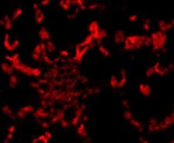 Invitrogen Rubisco activase Polyclonal Antibody 100 &mu;L; Unconjugated:Antibodies,