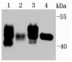 Invitrogen Rubisco activase Polyclonal Antibody 100 &mu;L; Unconjugated:Antibodies,
