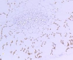 Invitrogen Rubisco activase Polyclonal Antibody 100 &mu;L; Unconjugated:Antibodies,